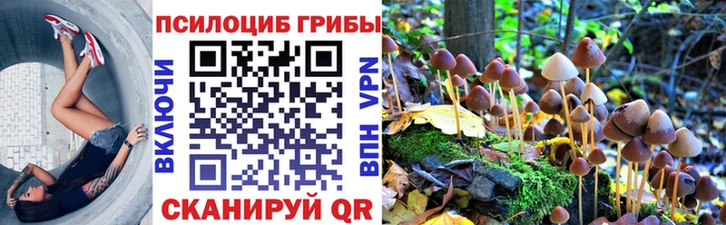 Псилоцибиновые грибы Psilocybe Райчихинск